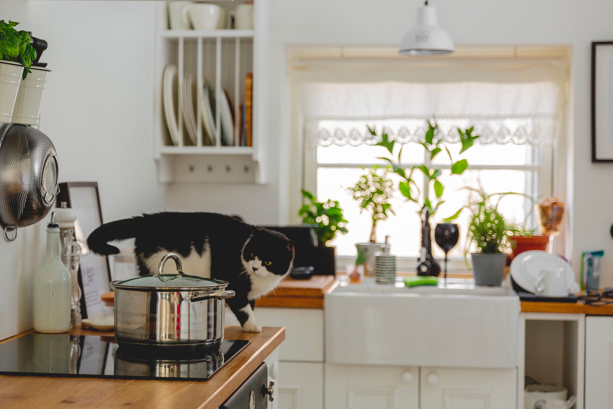 Lemmikloom võib kogemata põhjustada põlengu.